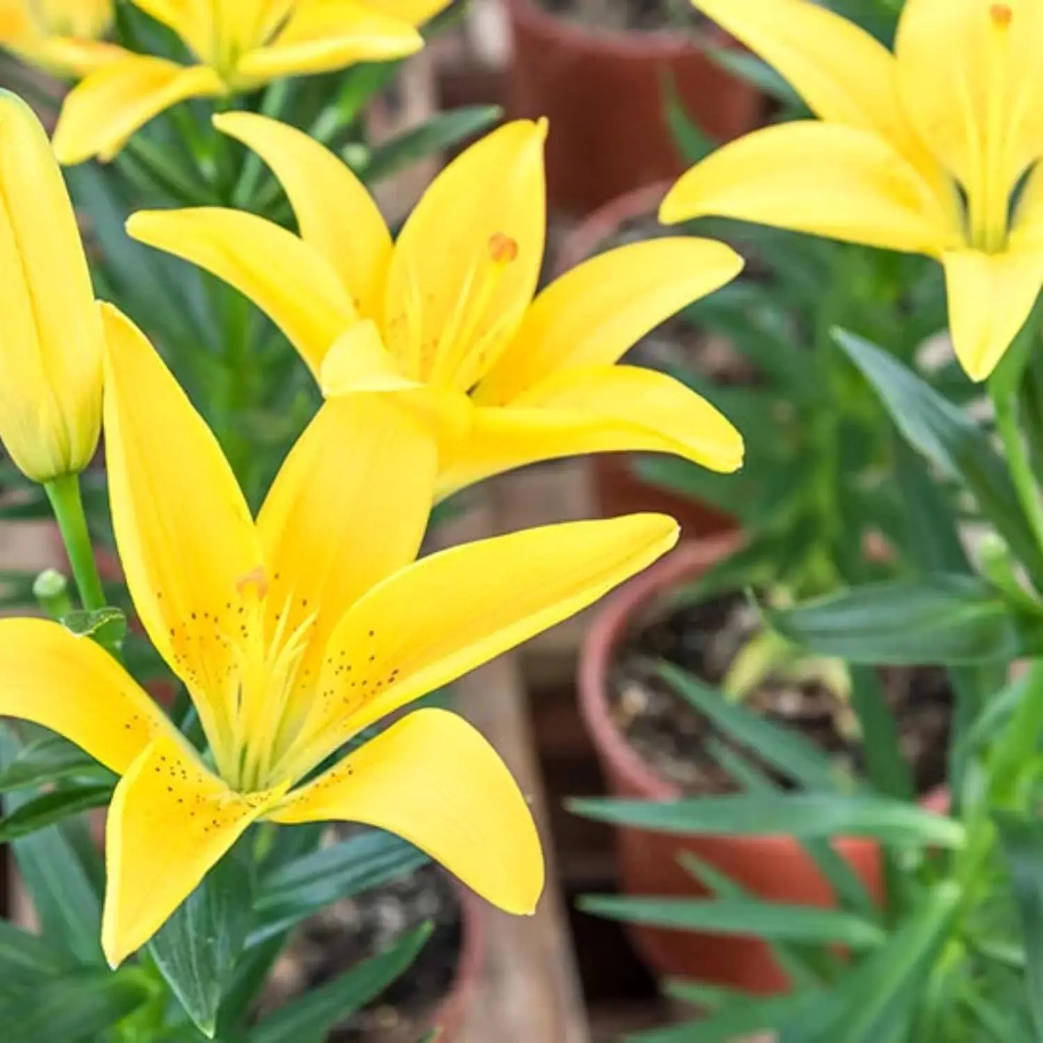 71++kzgwHqL. AC SL1500